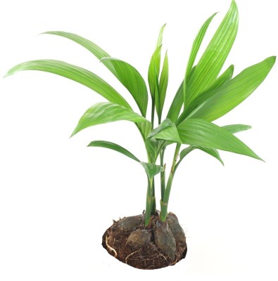 Heaven Of Saplings Areca Plam(Hybrid, Pack of 1)