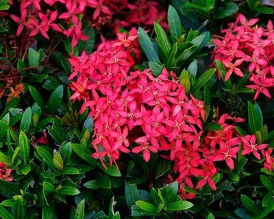 Bakuchi Trothic Ixora/Chethi Plant(Hybrid, Pack of 1)