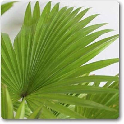 rimi China Palm Plant(Hybrid, Pack of 1)