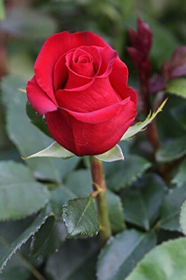 greenhousestore Rose Plant(Hybrid, Pack of 1)