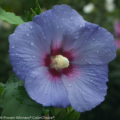 rimi Hibiscus Gudhal Flower Plant(Hybrid, Pack of 1)
