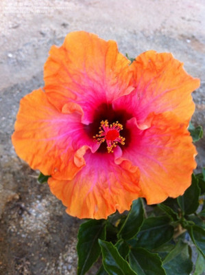 MULAKQALA Hibiscus Plant(Hybrid, Pack of 1)