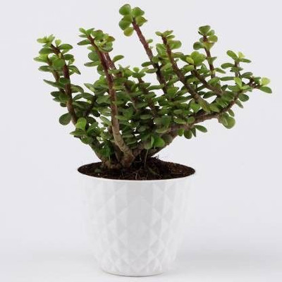 Bakuchi Jade Plant(Hybrid, Pack of 1)