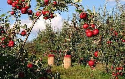 Bakuchi Apple Plant(Hybrid, Pack of 1)