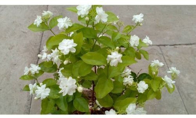 PETALFLEUR Jasmine Plant(Hybrid, Pack of 1)