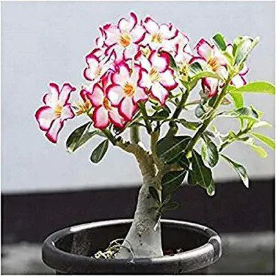 Bakuchi Adenium Plant(Hybrid, Pack of 1)