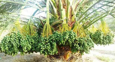 Cloud Farm Phoneix Palm Plant(Hybrid, Pack of 1)
