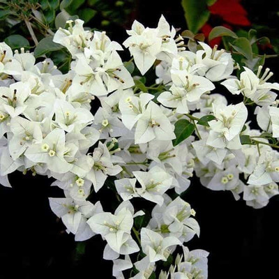 Bakuchi Bougainvillea Plant(Hybrid, Pack of 1)