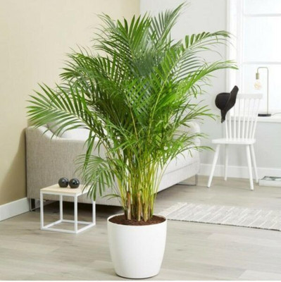 AGRODUCTD Areca Palm(Hybrid, Pack of 1)