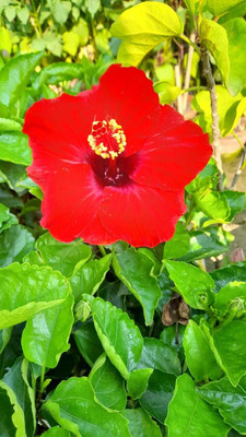 MAITRA AND SONS Hibiscus Plant(Hybrid, Pack of 1)