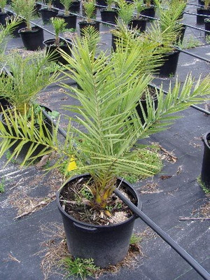 PB EVERGREEN ZZ Plant(Hybrid, Pack of 1)