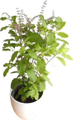 greenhousestore Tulsi Plant(Hybrid, Pack of 1)