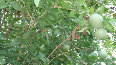 BULAPLANTHOUSE Custard Apple Plant(Hybrid, Pack of 1)