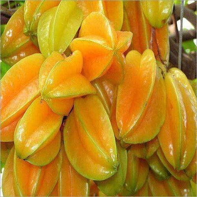 Cloud Farm Star Fruit Carambola Grafted Plant(Hybrid, Pack of 1)