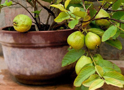 Agacha Guava Plant(Hybrid, Pack of 1)