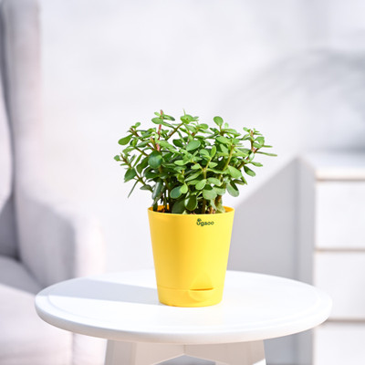 UGAOO Jade Plant(Hybrid, Pack of 1)