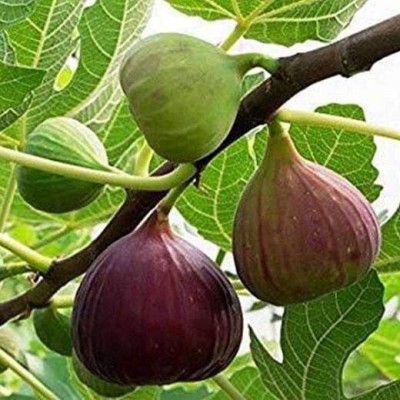 greenhousestore Gular/Cluster Fig Plant(Hybrid, Pack of 1)