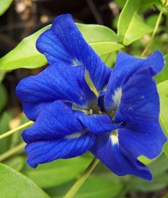 Bakuchi Aparajita/ Butterfly Pea Plant(Hybrid, Pack of 1)