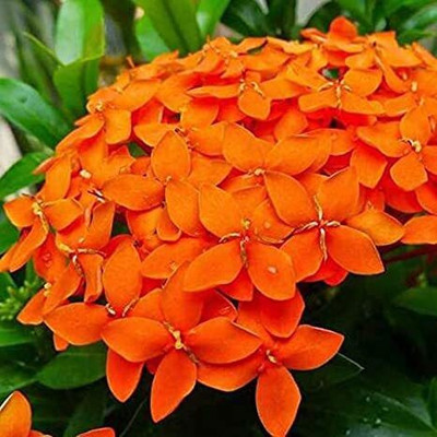 Narumanam Trothic Ixora/Chethi Plant(Hybrid, Pack of 1)