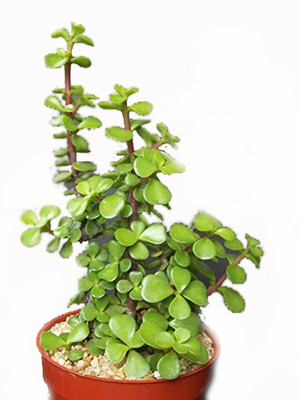greenhousestore Jade Plant(Hybrid, Pack of 1)