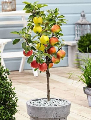 Wrenna Apple Plant  sapling(Hybrid, Pack of 1)