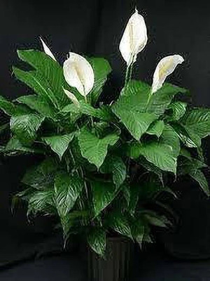 Yashiv Lily Plant(Hybrid, Pack of 1)