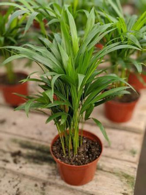 Bakuchi Areca Plam(Hybrid, Pack of 1)