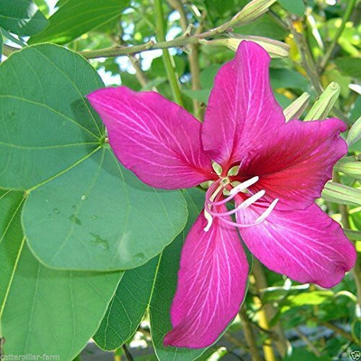 Khushi Prova ZZ Plant(Hybrid, Pack of 1)