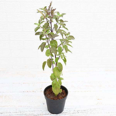 Bakuchi Tulsi Plant(Hybrid, Pack of 1)