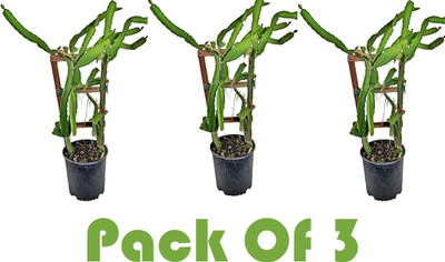 Bakuchi Dragon Tree(Hybrid, Pack of 1)