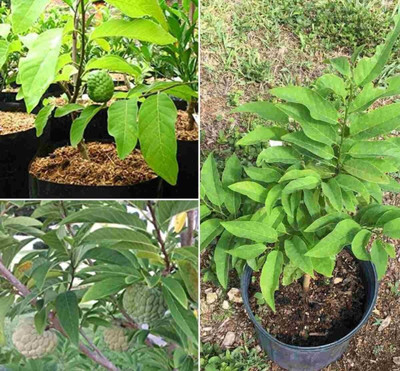Bakuchi Custard Apple Plant(Hybrid, Pack of 1)