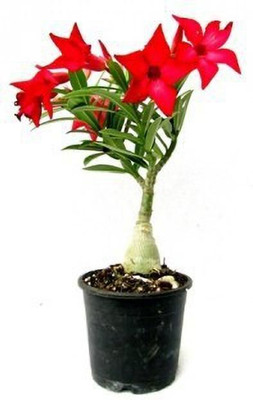 Bakuchi Adenium Plant(Hybrid, Pack of 1)