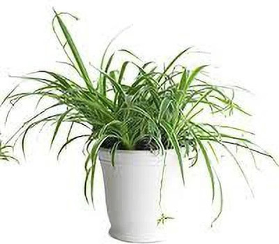 FUEGOASIS Spider Plant(Hybrid, Pack of 1)