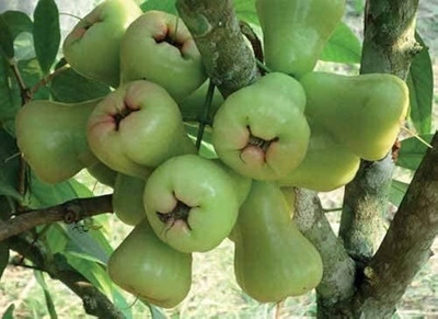 Narumanam Java Plum Plant(Hybrid, Pack of 1)