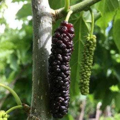 My Dream Nursery Shahtoot/Mulberry Plant(Hybrid, Pack of 1)