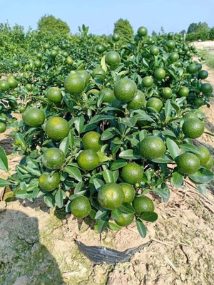 Zomoloco Lemon Plant(Hybrid, Pack of 1)
