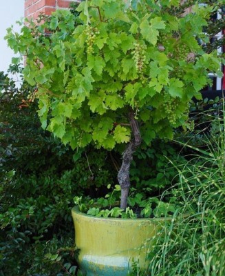 APOSOLUARD Grape Plant(Hybrid, Pack of 1)