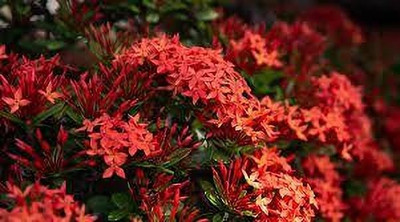 Bakuchi Ixora Plant(Hybrid, Pack of 1)