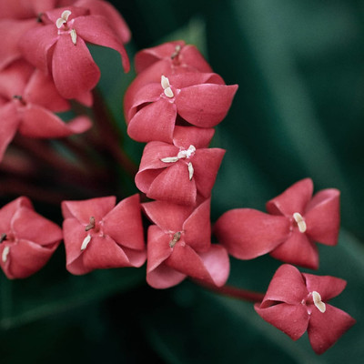 Agacha Trothic Ixora/Chethi Plant(Hybrid, Pack of 1)