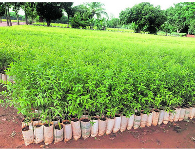 Bakuchi White Sandalwood Plant(Hybrid, Pack of 1)