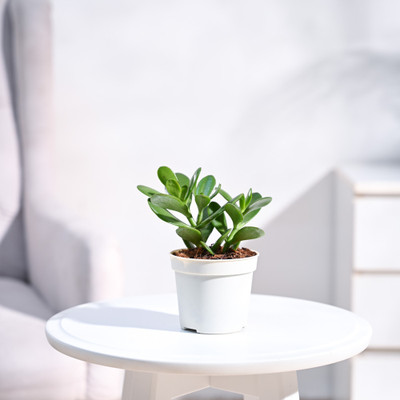 MiracleGarden Jade Plant(Hybrid, Pack of 1)