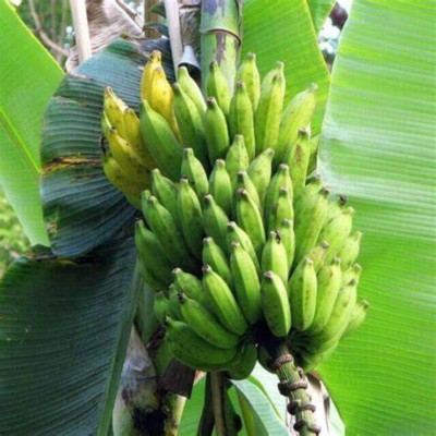 Cloud Farm Banana Plant(Hybrid, Pack of 1)