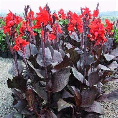 greenhousestore Canna Lily Plant(Hybrid, Pack of 1)