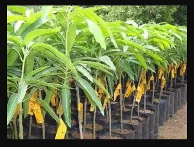 rimi Mango Plant(Hybrid, Pack of 1)