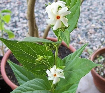 MAITRA AND SONS Parijat/Harsingar Plant(Hybrid, Pack of 1)