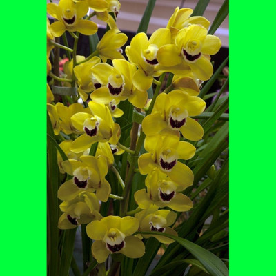 Greenhouse Stock Orchid Plant(Hybrid, Pack of 1)