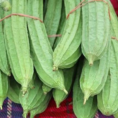 MAMONI TRADERS Ridge Gourd Seed, RG-35 Organic Seed For Vegetable Gardening, Ridge Gourd Hybird Seed(50 per packet)