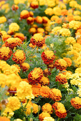 ARYAN EVERGREEN marigold/gende ka phool flower seeds Seed(75 per packet)