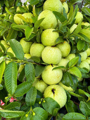 PlantNature Guava Plant(Hybrid, Pack of 1)