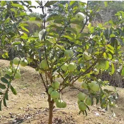 Corofitam Guava Plant(Hybrid, Pack of 1)